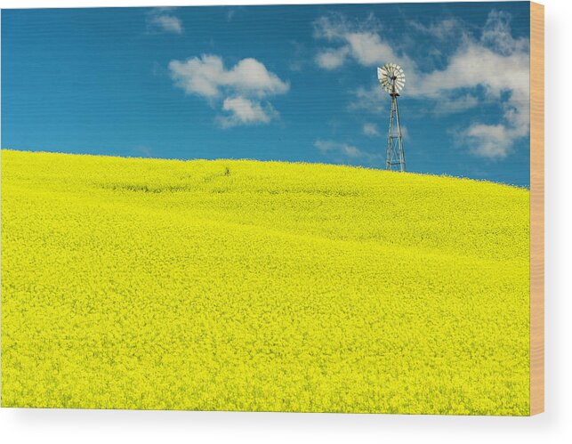 Country Wood Print featuring the photograph Canola Field Palouse by Roberta Kayne