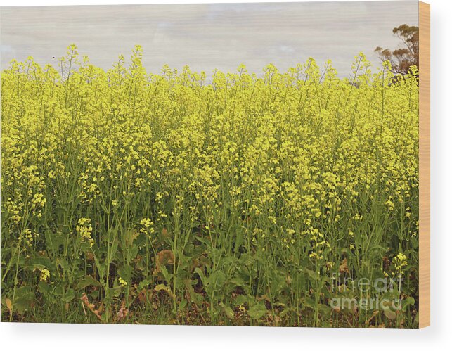 Canola Wood Print featuring the photograph Canola Harvest by Cassandra Buckley