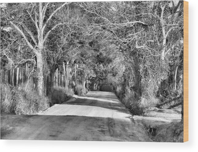 Landscapes Wood Print featuring the photograph Canopy Clay Road by Jan Amiss Photography