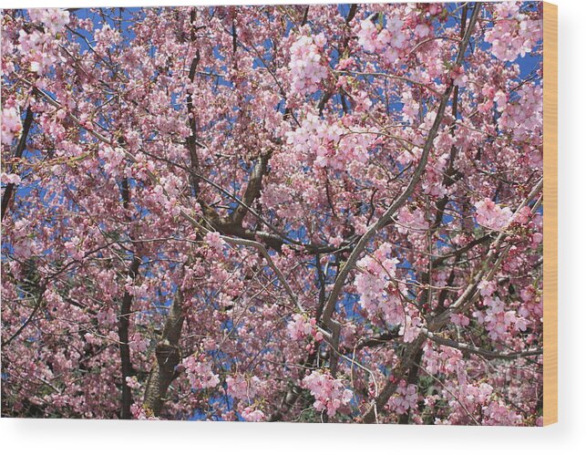 Canvas Of Pink Blossoms Wood Print featuring the photograph Canvas of Pink Blossoms by Carol Groenen