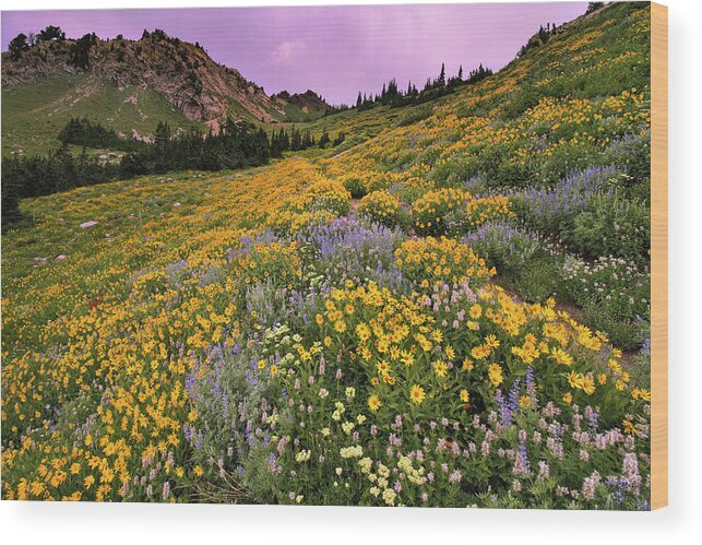 Utah Wood Print featuring the photograph Cardiff Pass Sunset and Wildflowers - Alta, Utah by Brett Pelletier