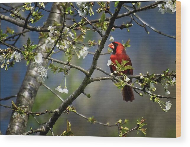 Wildlife Wood Print featuring the photograph Cardinal Among the Blossoms by John Benedict