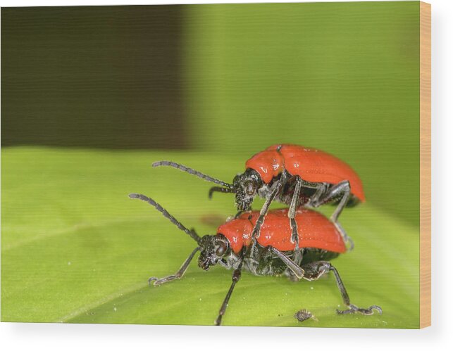 Cardinal Beetle Wood Print featuring the photograph Cardinal Beetle by Chris Smith