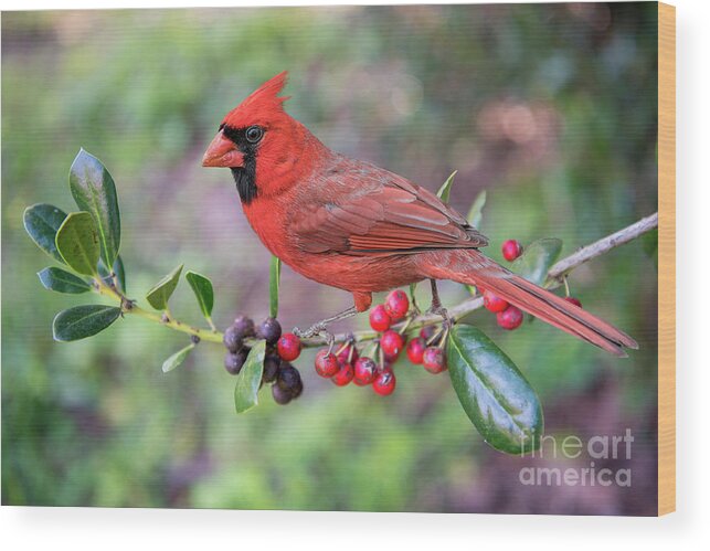 Cardinal Wood Print featuring the photograph Cardinal on Holly Branch by Bonnie Barry