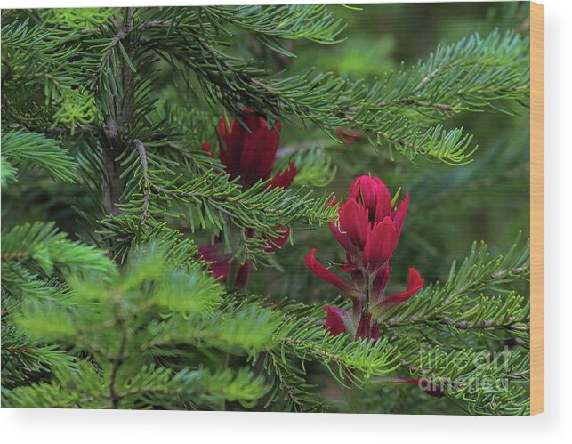 Red Flower Wood Print featuring the photograph Cardinal Rules by Jim Garrison