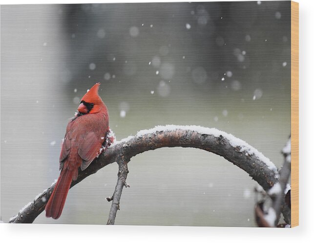 Cardinal Wood Print featuring the photograph Cardinal Snowfall by Gary Wightman