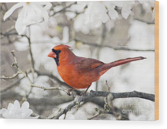 Texture Wood Print featuring the photograph Cardinal Spring - D009909-a by Daniel Dempster