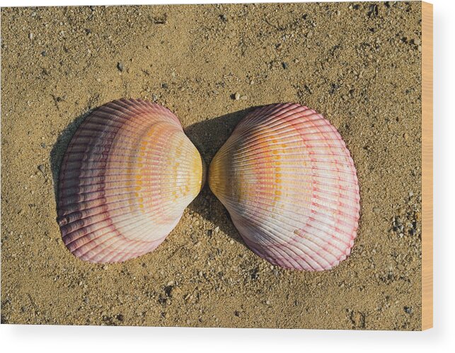 Seashell Wood Print featuring the photograph Cardium Psudolima by Frank Wilson