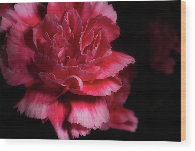 Carnation Wood Print featuring the photograph Carnation Series 5 by Mike Eingle