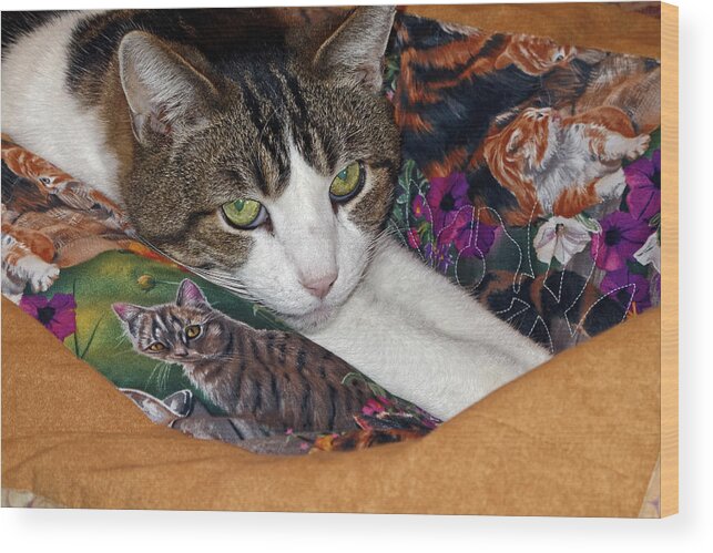 Cat Portrait Wood Print featuring the photograph Cat on Cat Quilt by Sally Weigand