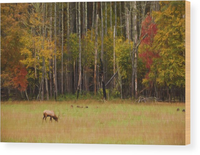 Antlers Wood Print featuring the painting Cataloochee Valley Elk by Jonas Wingfield