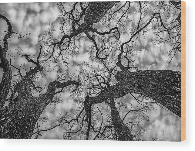 Sky Wood Print featuring the photograph Catalpa and Altostrato Q by Scott Cordell