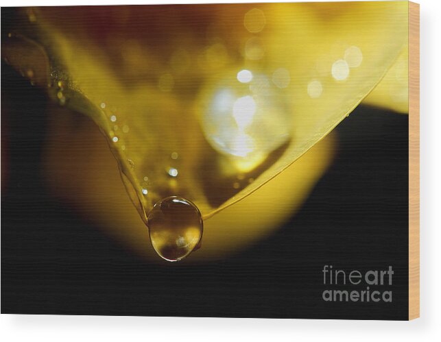 Yellow Rose Petal Wood Print featuring the photograph Catch Me If I Fall by Michael Eingle