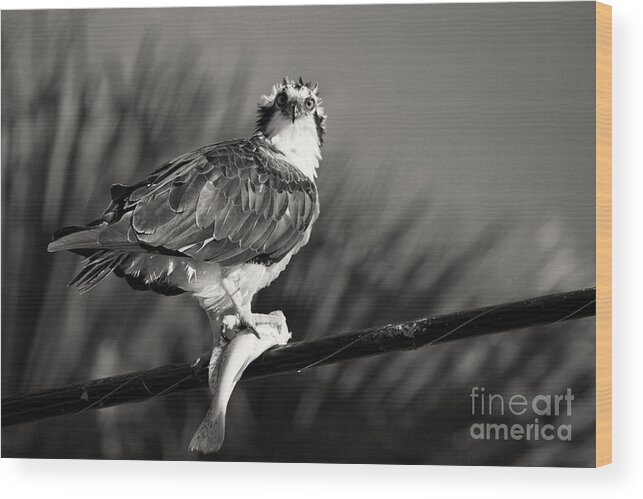 Osprey Wood Print featuring the photograph Catch of the Day by Douglas Barnard