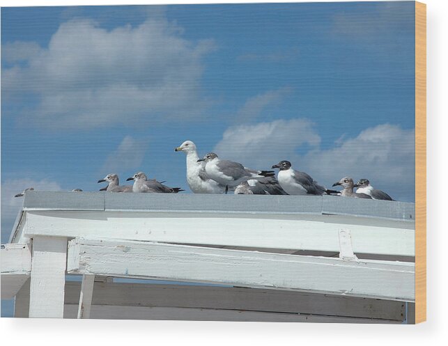 Seagulls Wood Print featuring the photograph Catching Some Rays by Frank Mari