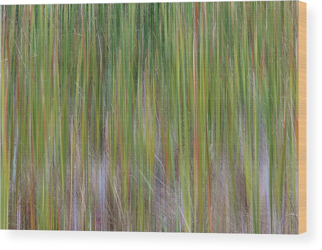 Abstract Wood Print featuring the photograph Cattail Abstract #2 by Patti Deters