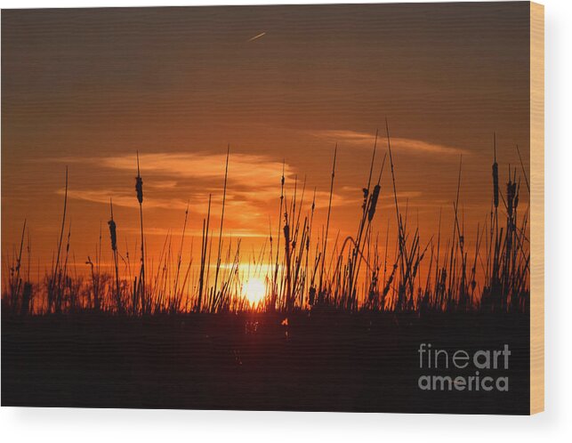 Cattails And Twilight Wood Print featuring the photograph Cattails And Twilight by Kathy M Krause