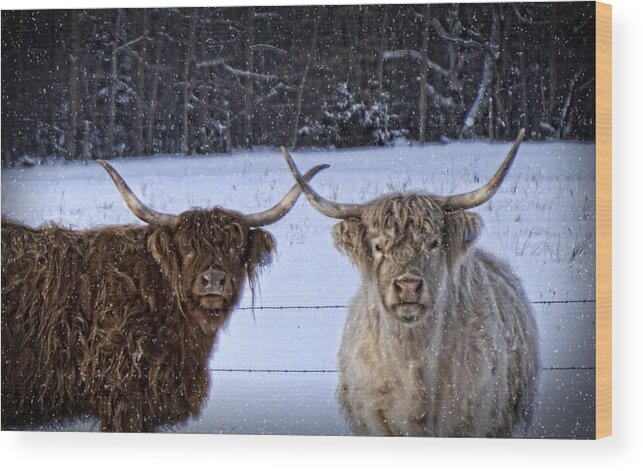 Cattle Wood Print featuring the photograph Cattle Cousins by LuAnn Griffin