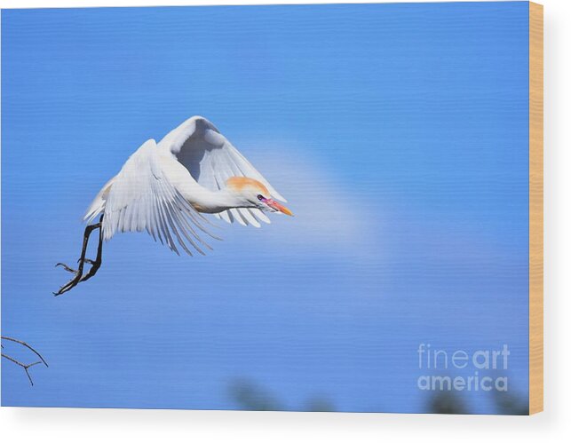 Cattle Egret Wood Print featuring the photograph Cattle Egret In Flight by Julie Adair
