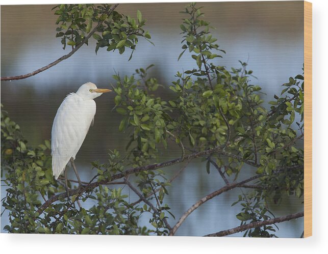 Cattle Wood Print featuring the photograph Cattle Egret in the morning light by David Watkins