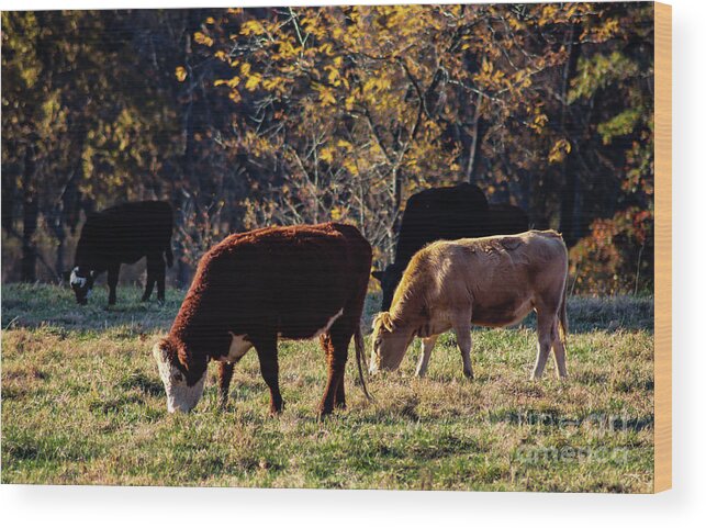 Oklahoma Wood Print featuring the photograph Cattle Grazing in Sunlight by Susan Vineyard