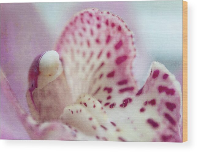 Jenny Rainbow Fine Art Photography Wood Print featuring the photograph Cattleya Orchid Abstract 1 by Jenny Rainbow