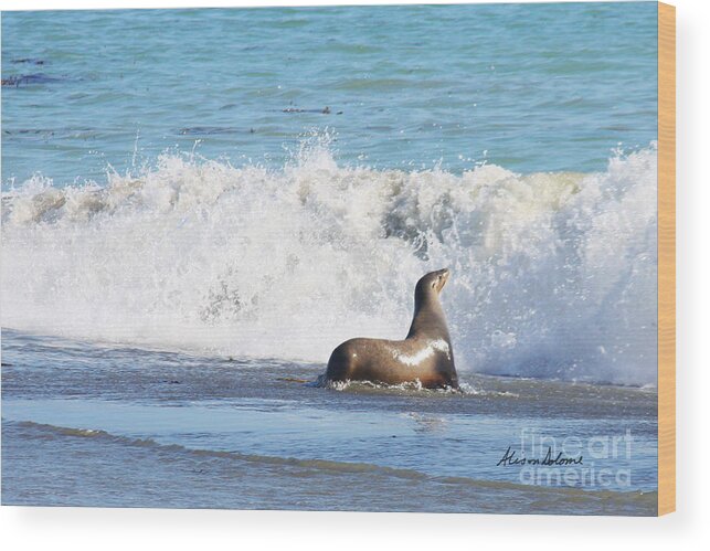 Seal Wood Print featuring the photograph Cayucos Beach Bum by Alison Salome