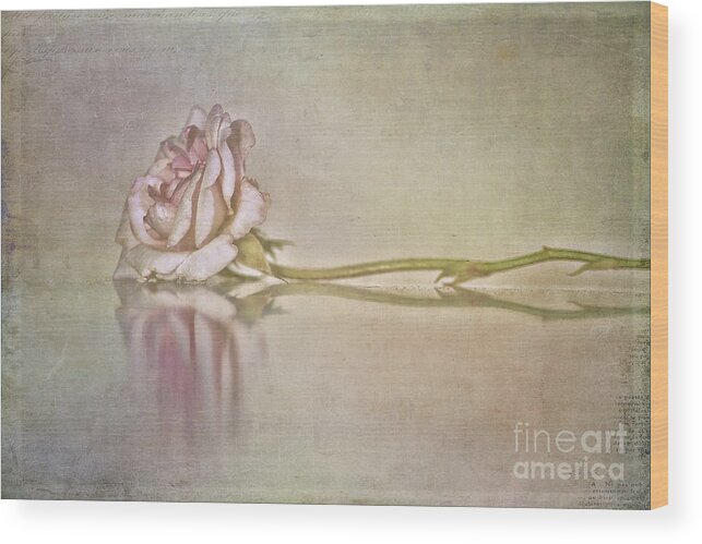 Rose Wood Print featuring the photograph Cecile Brunner by Linda Lees