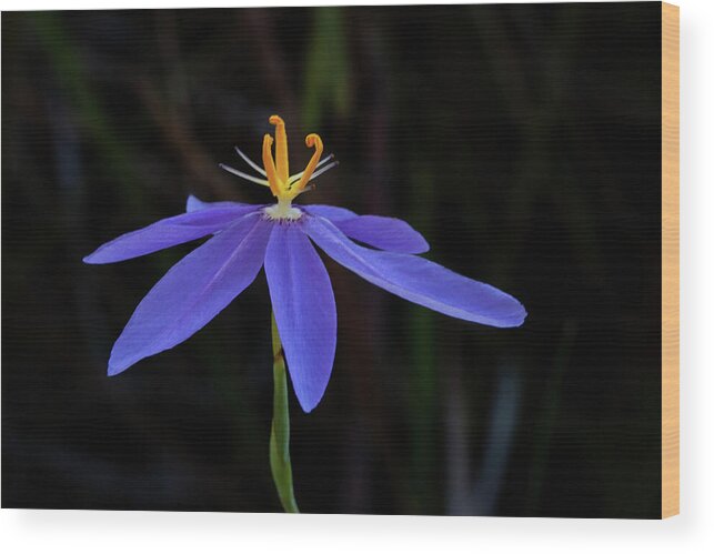 Celestial Lily Wood Print featuring the photograph Celestial Lily by Paul Rebmann