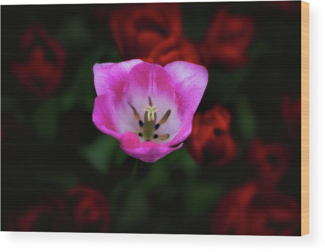 Tulips Wood Print featuring the photograph Center of Attention by Darren White