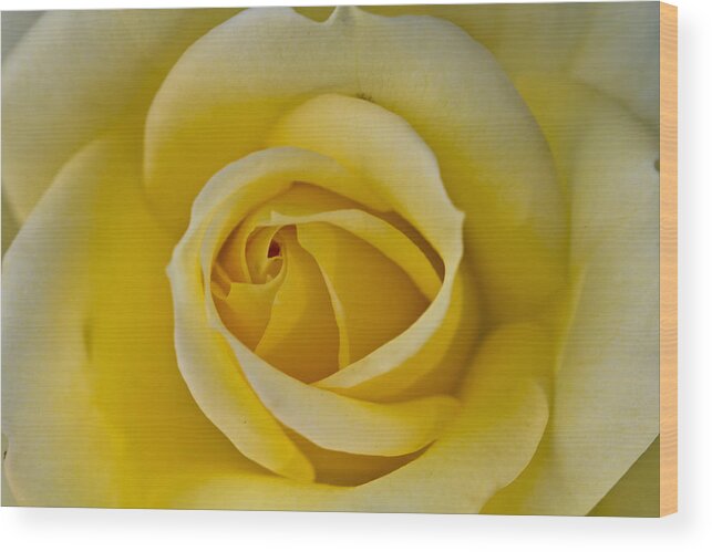 Rose Wood Print featuring the photograph Centered Beautiful Yellow Rose by Dina Calvarese