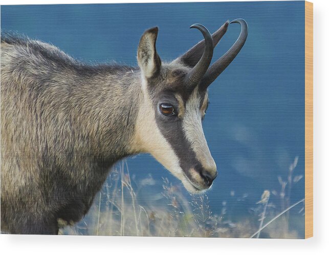 Chamois Wood Print featuring the photograph Chamois by Paul MAURICE