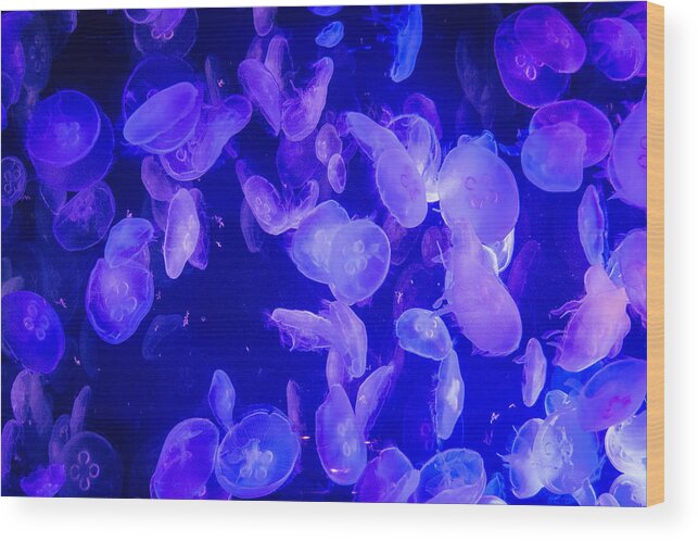 Jellyfish Wood Print featuring the photograph Chaotic by Frank Mari