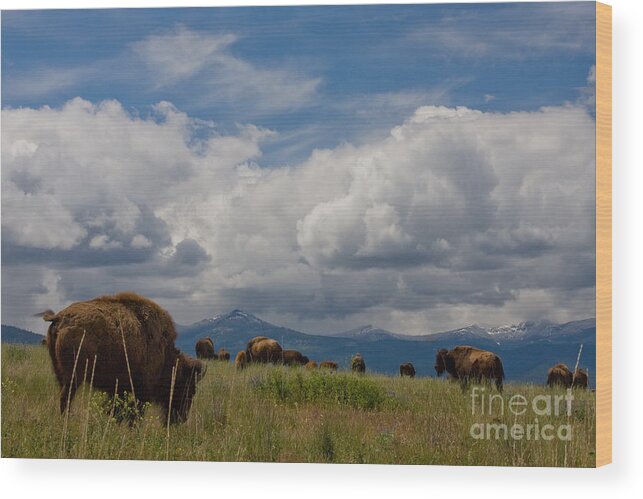 Bison Wood Print featuring the photograph Charlie Russel Clouds by Katie LaSalle-Lowery