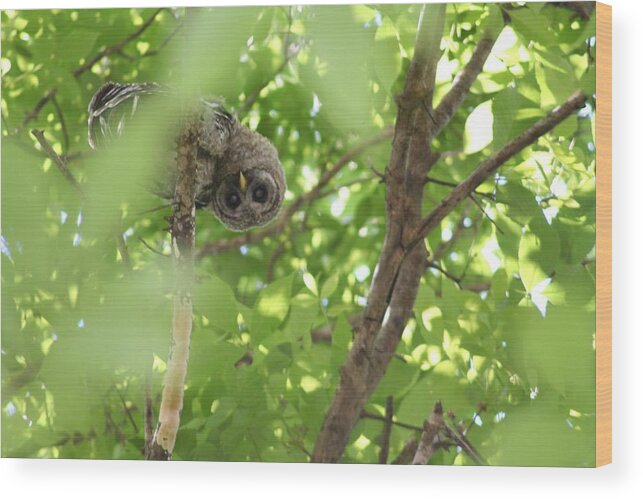 Baby Barred Owl Wood Print featuring the photograph Checking You Out by Anita Parker