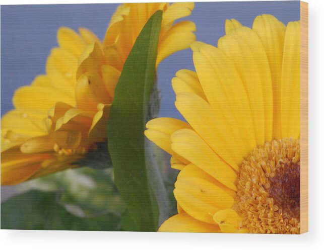 Gerbera Daisy Wood Print featuring the photograph Cheerful Gerbera Daisies by Amy Fose