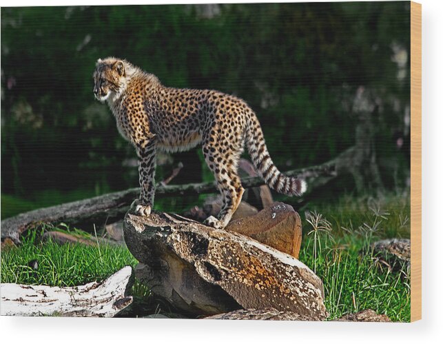 #cheetah Wood Print featuring the photograph Cheetah cub finds her pride rock by Miroslava Jurcik