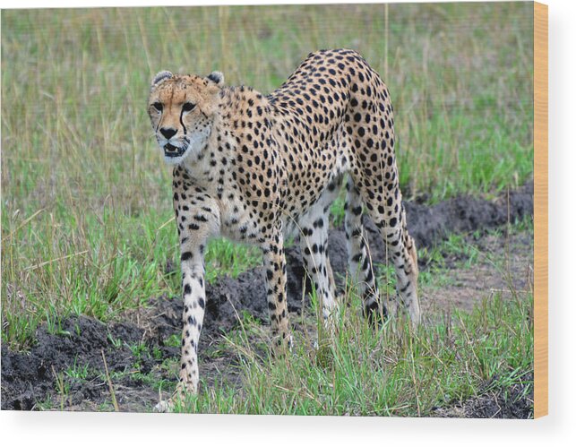 Cheetah Wood Print featuring the photograph Cheetah on a Walkabout by Don Mercer