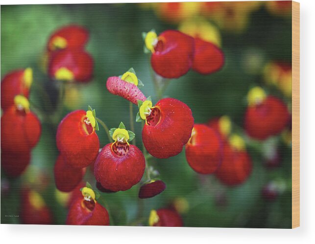 Chelsea Flower Show 2012 Red Flowers Yellow Morning Green Plants London Uk England Britain Wood Print featuring the photograph Chelsea Red by Ross Henton