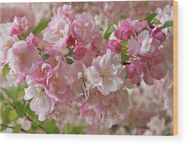 Cherry Blossom Wood Print featuring the photograph Cherry Blossom Closeup by Gill Billington