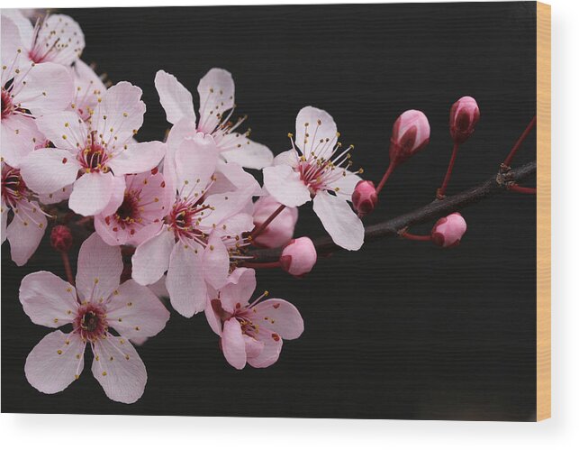 Plum Extract Wood Print featuring the photograph Cherry Blossom Dazzler by Tammy Pool