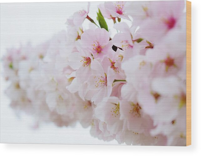Cherry Blossom Wood Print featuring the photograph Cherry Blossom Focus by Nicole Lloyd