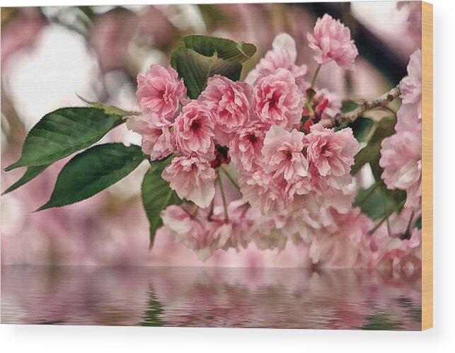 Recent Wood Print featuring the photograph Cherry Blossom wall hanging by Geraldine Scull