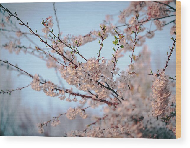 2014 Wood Print featuring the photograph Cherry Blossoms by Amber Flowers