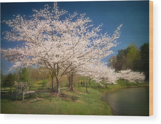 Japanese Wood Print featuring the photograph Cherry Blossoms at Meadowlark Two by Susan Isakson