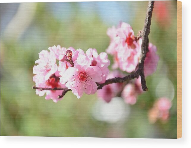 April Wood Print featuring the photograph Cherry Blossoms by Serena King