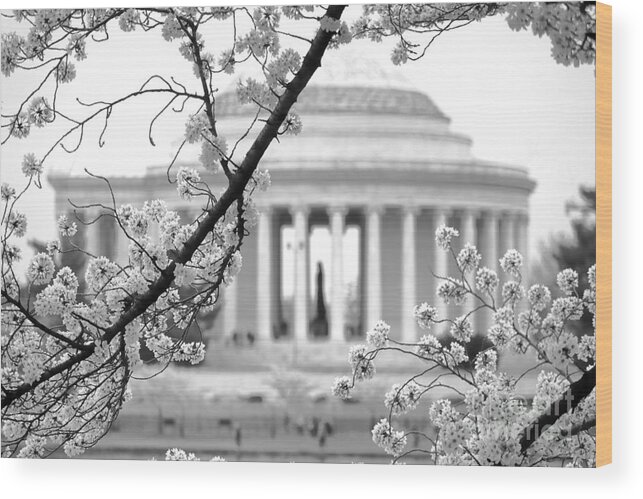 Jefferson Wood Print featuring the photograph Cherry Tree and Jefferson Memorial Elegance by Olivier Le Queinec