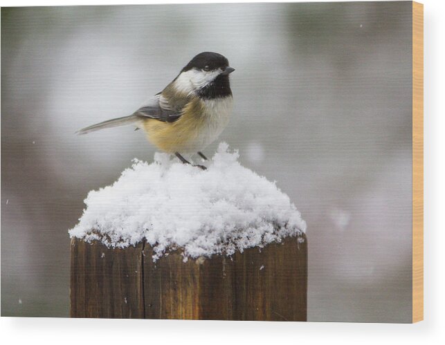 Bird Wood Print featuring the photograph Chickadee in the Snow by Darryl Hendricks