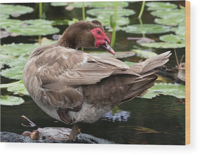 Hawaii Wood Print featuring the photograph Chicken Lily by Joe Palermo