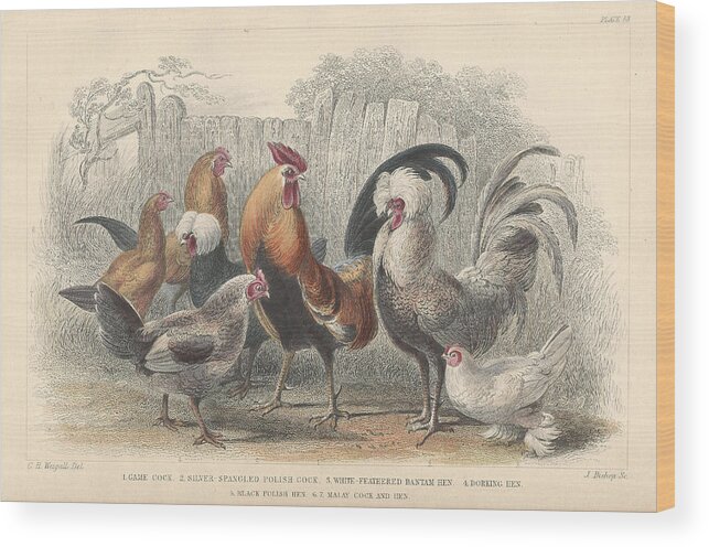 Antique Prints Wood Print featuring the drawing Chickens by Dreyer Wildlife Print Collections 